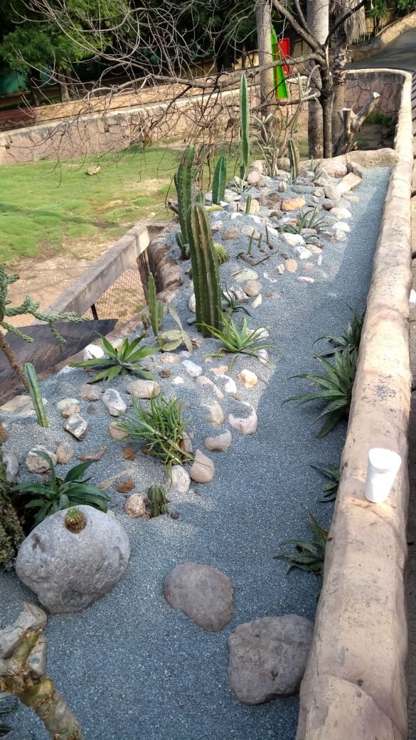 jardin cactus.jpg